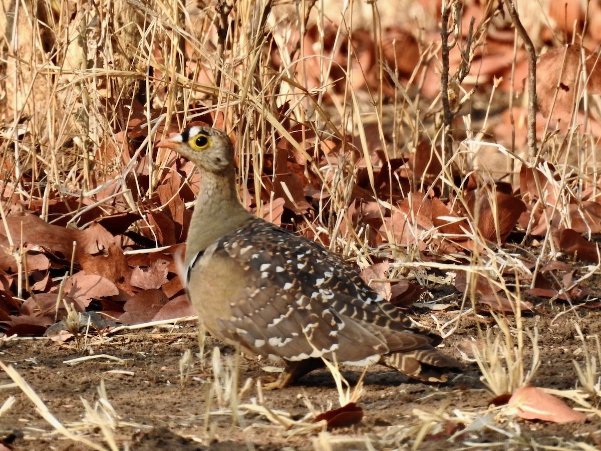 Double-banded Sandgrouse - Alastair Newton