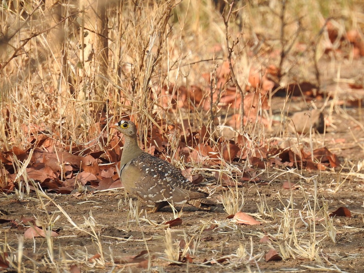 Double-banded Sandgrouse - ML609662346