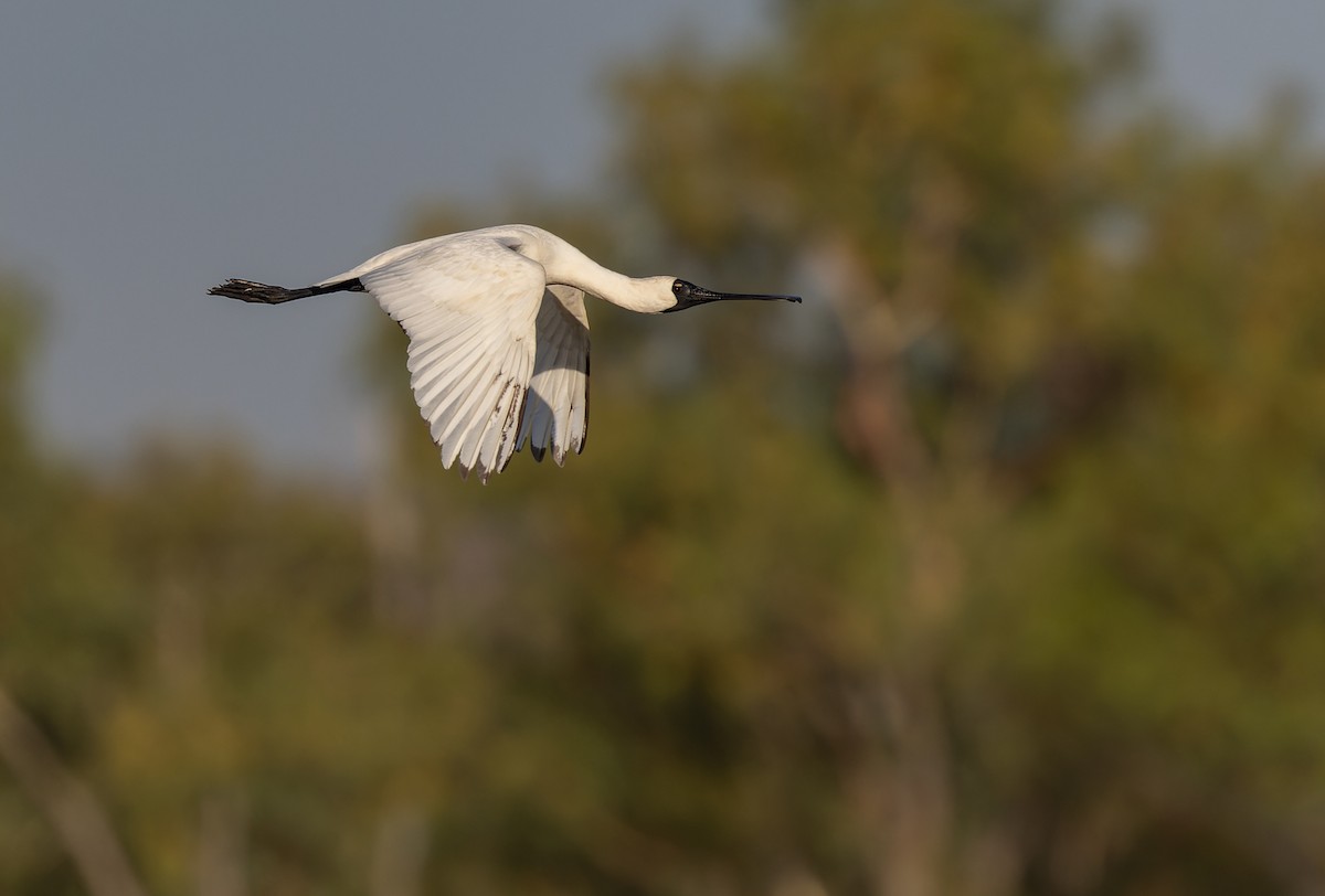 Royal Spoonbill - Geoff Dennis