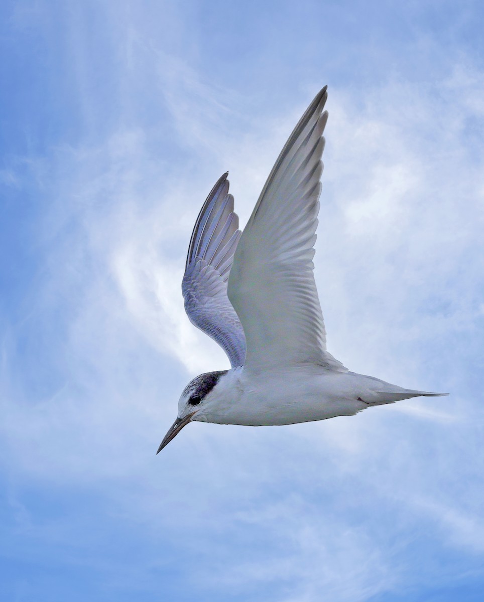 Whiskered Tern - sheau torng lim