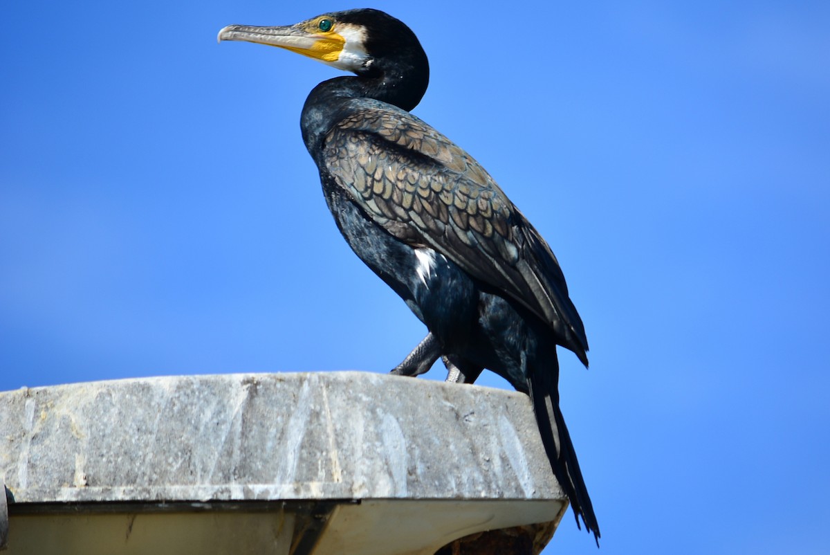 Great Cormorant - ML609662503