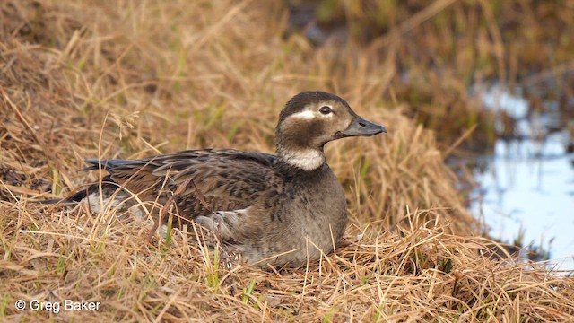 Long-tailed Duck - ML609662509