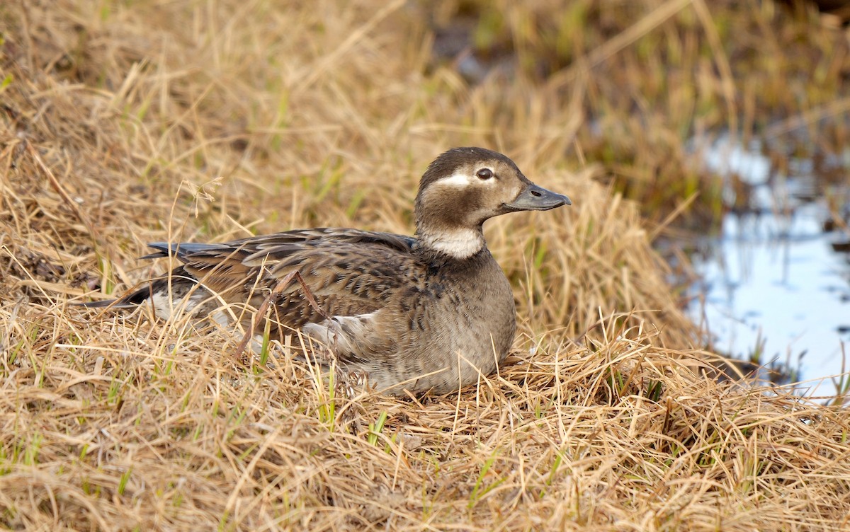 Long-tailed Duck - ML609662536