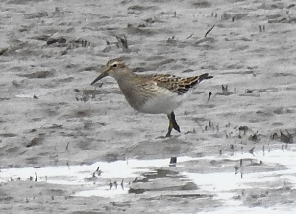 Pectoral Sandpiper - ML609662591