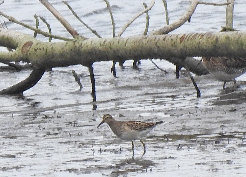 Pectoral Sandpiper - ML609662602