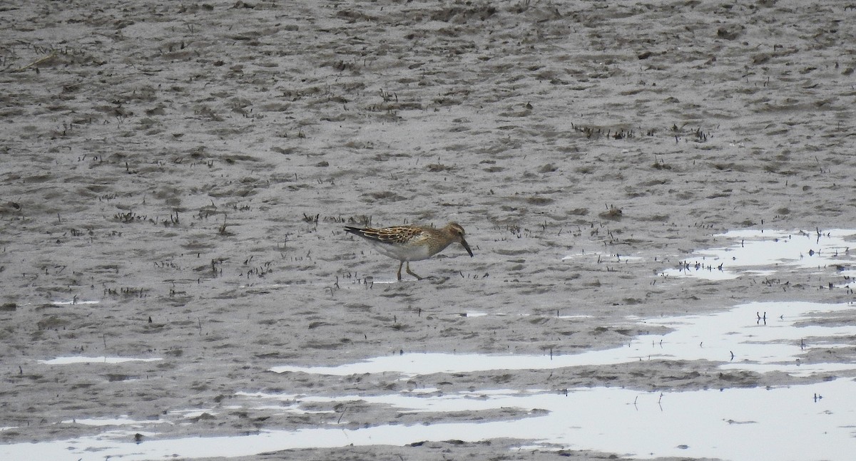 Pectoral Sandpiper - ML609662609