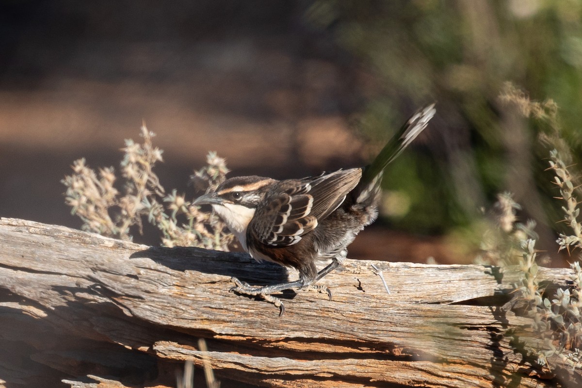 Chestnut-crowned Babbler - ML609662627