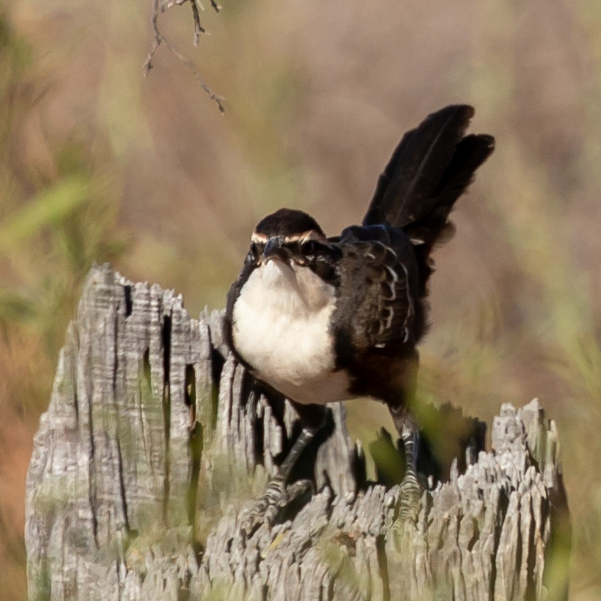 Chestnut-crowned Babbler - ML609662664