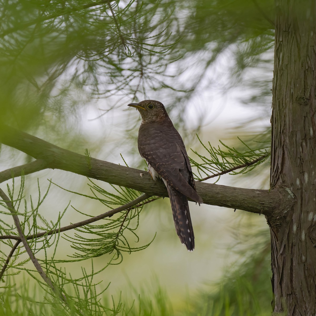 Lesser Cuckoo - ML609662760