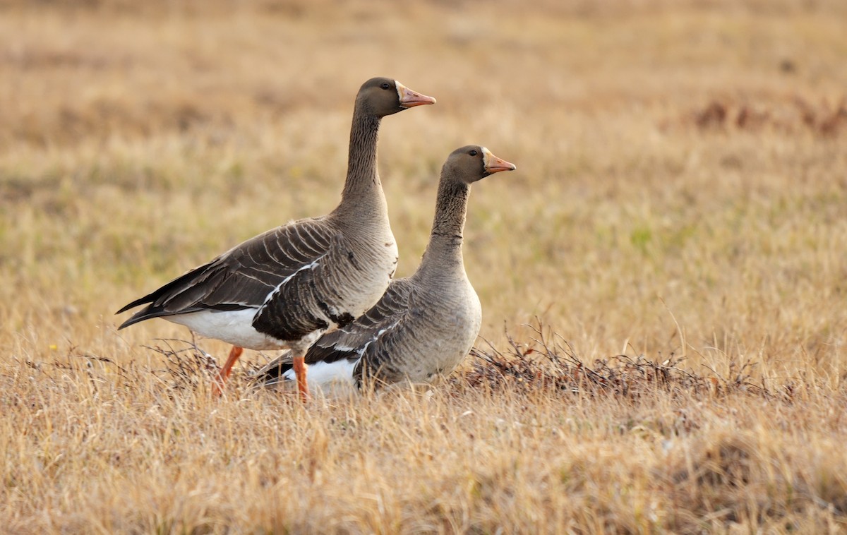 Greater White-fronted Goose (Western) - ML609662785