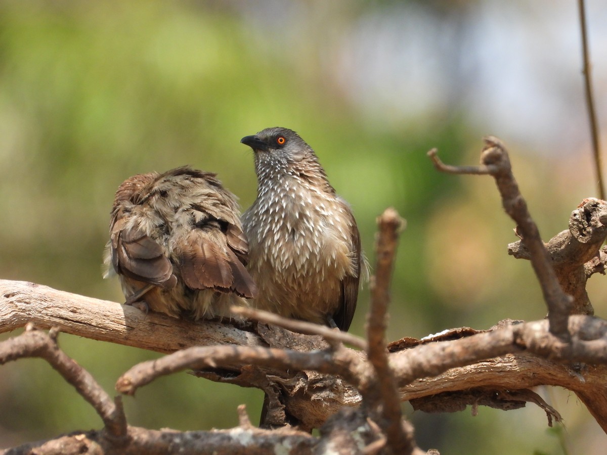 Arrow-marked Babbler - Lloyd Weber