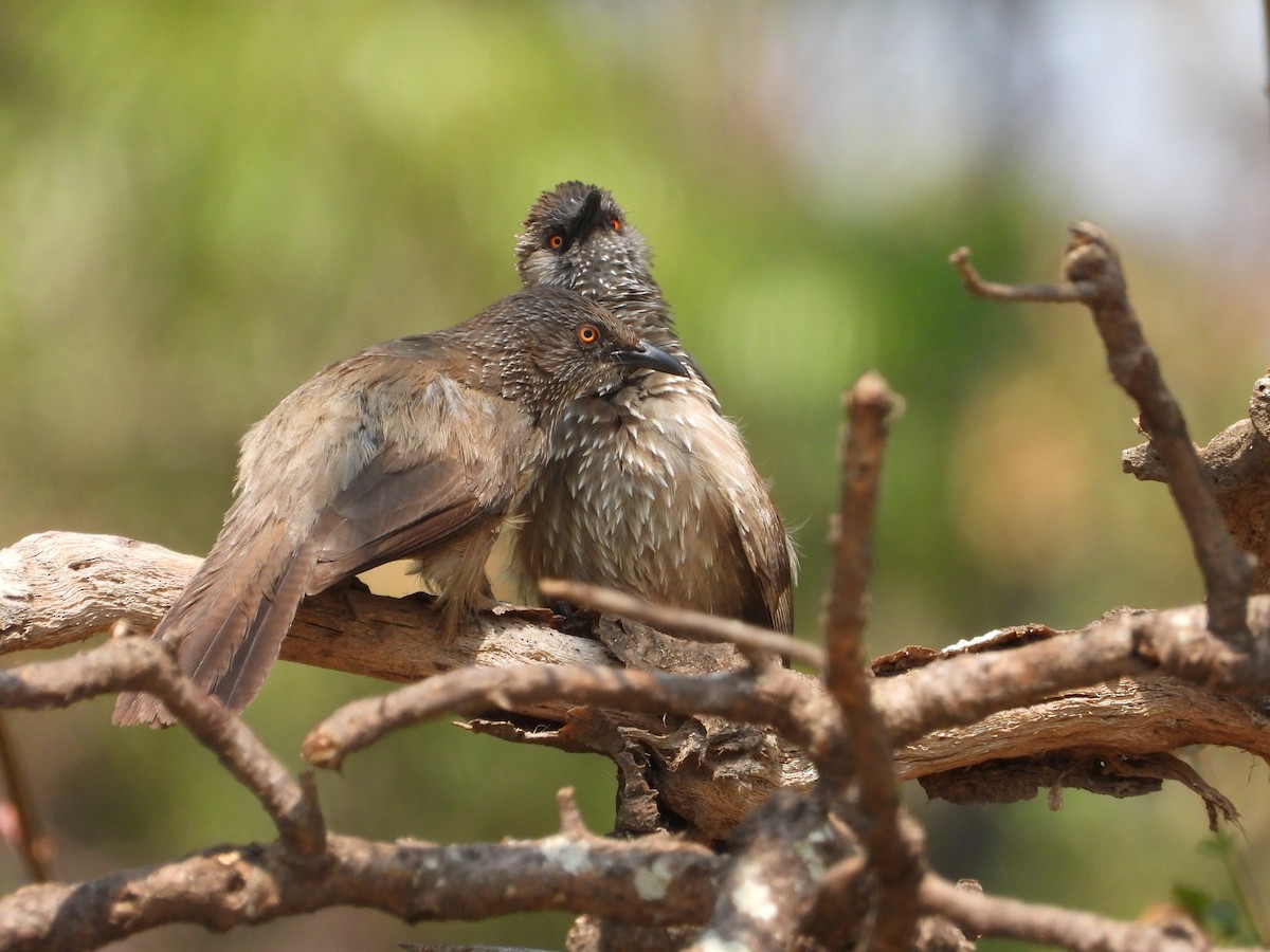 Arrow-marked Babbler - Lloyd Weber