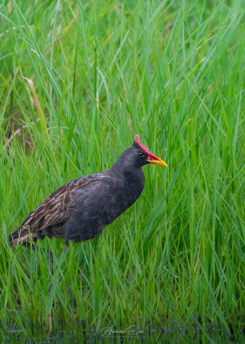 Watercock - ML609662941