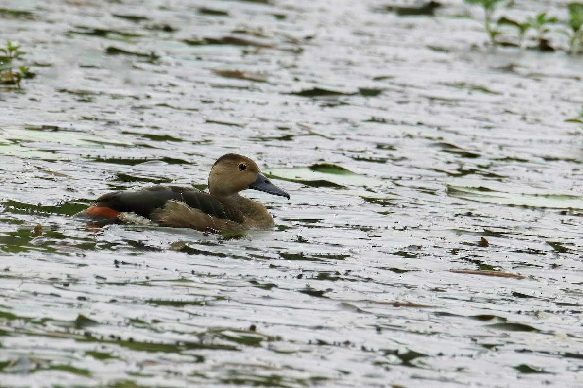 Dendrocygne siffleur - ML609663112