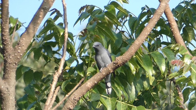 Black-winged Cuckooshrike - ML609663200