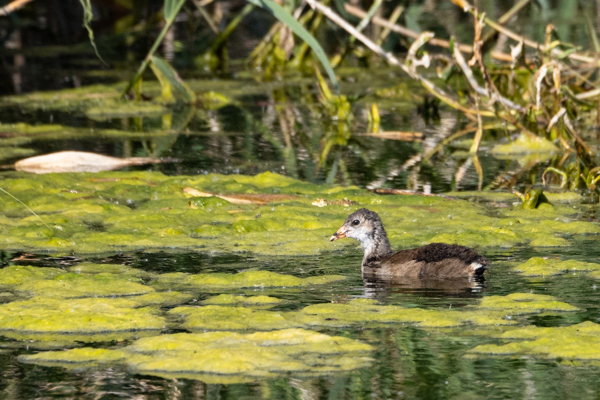 Eurasian Moorhen - ML609663280