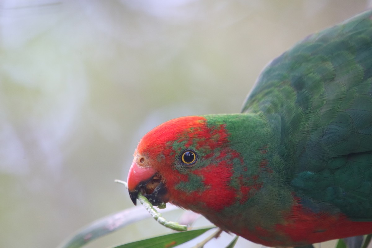 Australian King-Parrot - ML609663316