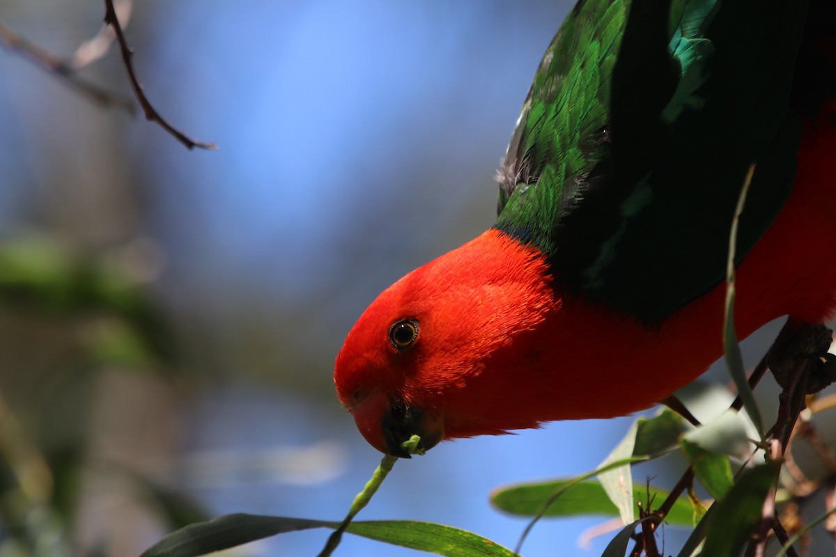 Australian King-Parrot - ML609663332