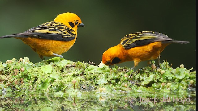 Golden Tanager (aurulenta Group) - ML609663599