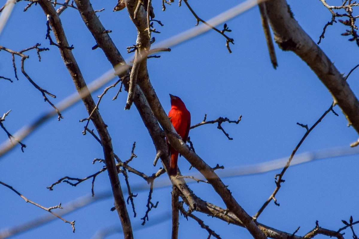 Summer/Scarlet Tanager - ML609663606