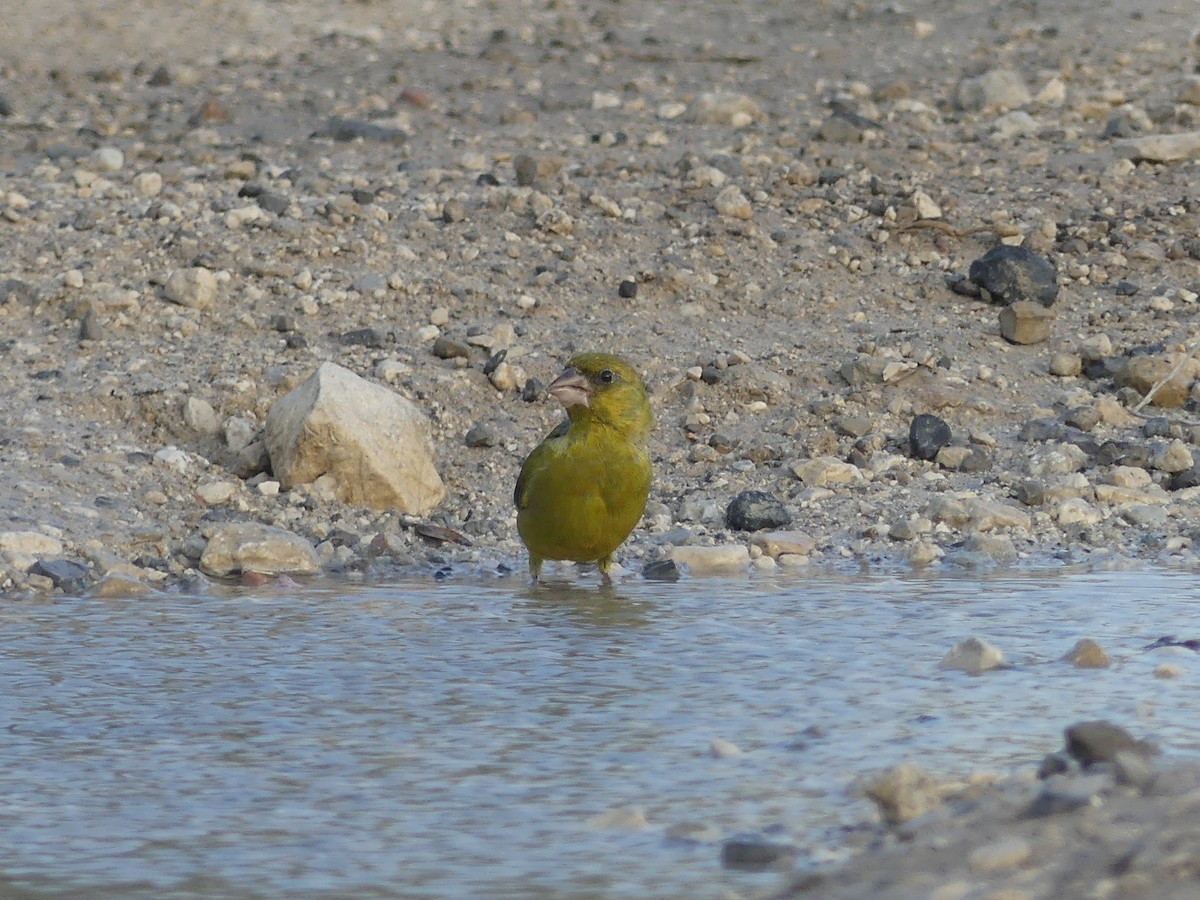 European Greenfinch - ML609663607