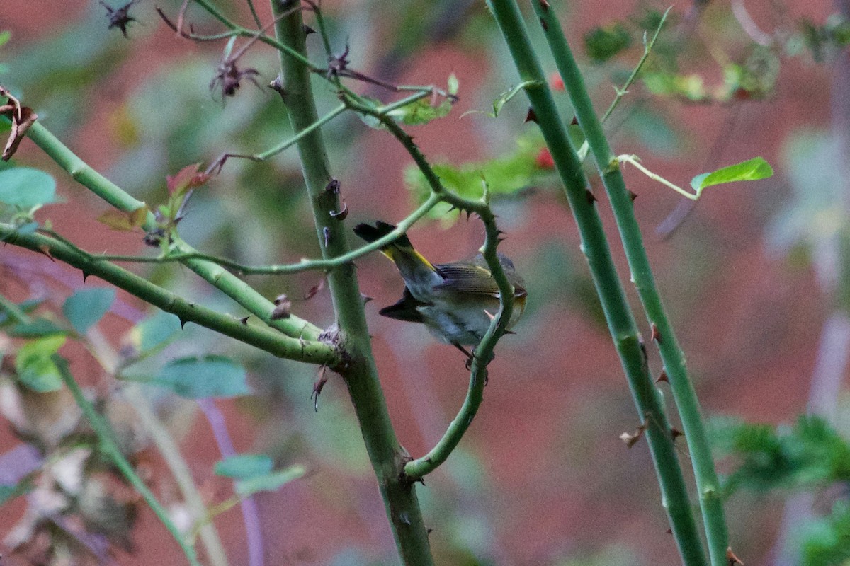 American Redstart - ML609663661