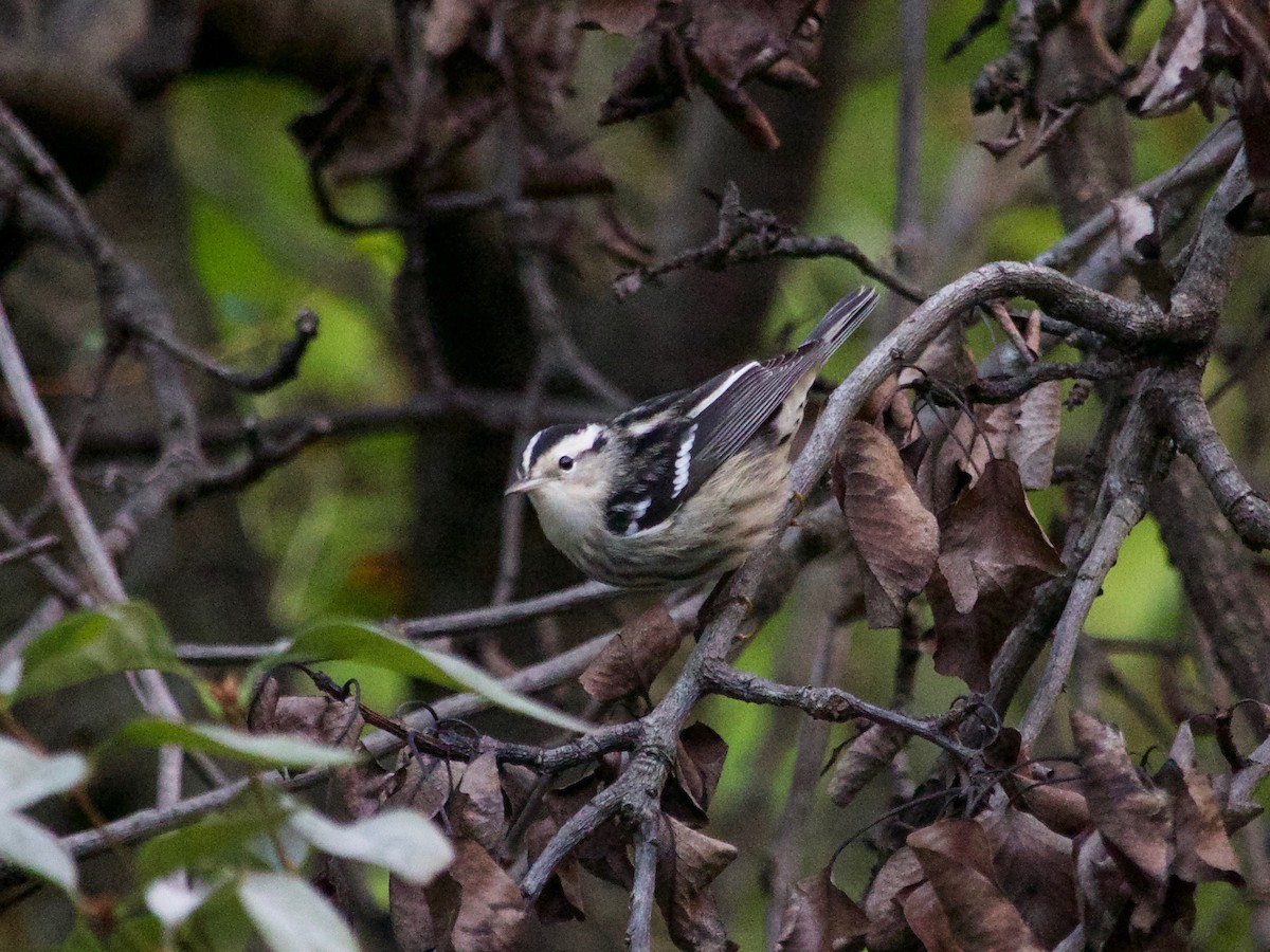 Black-and-white Warbler - ML609663667