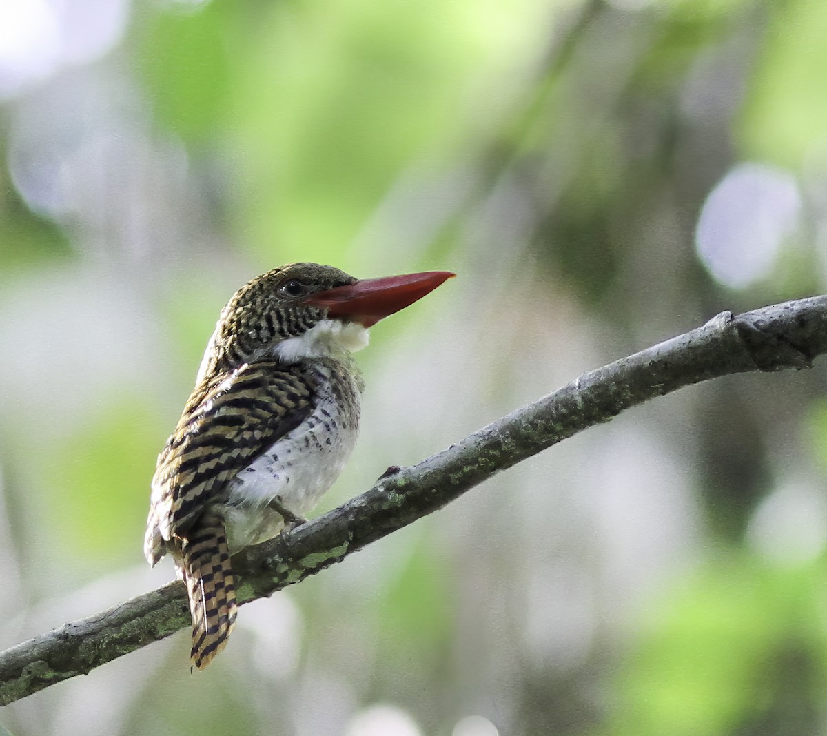 Banded Kingfisher - ML609663717