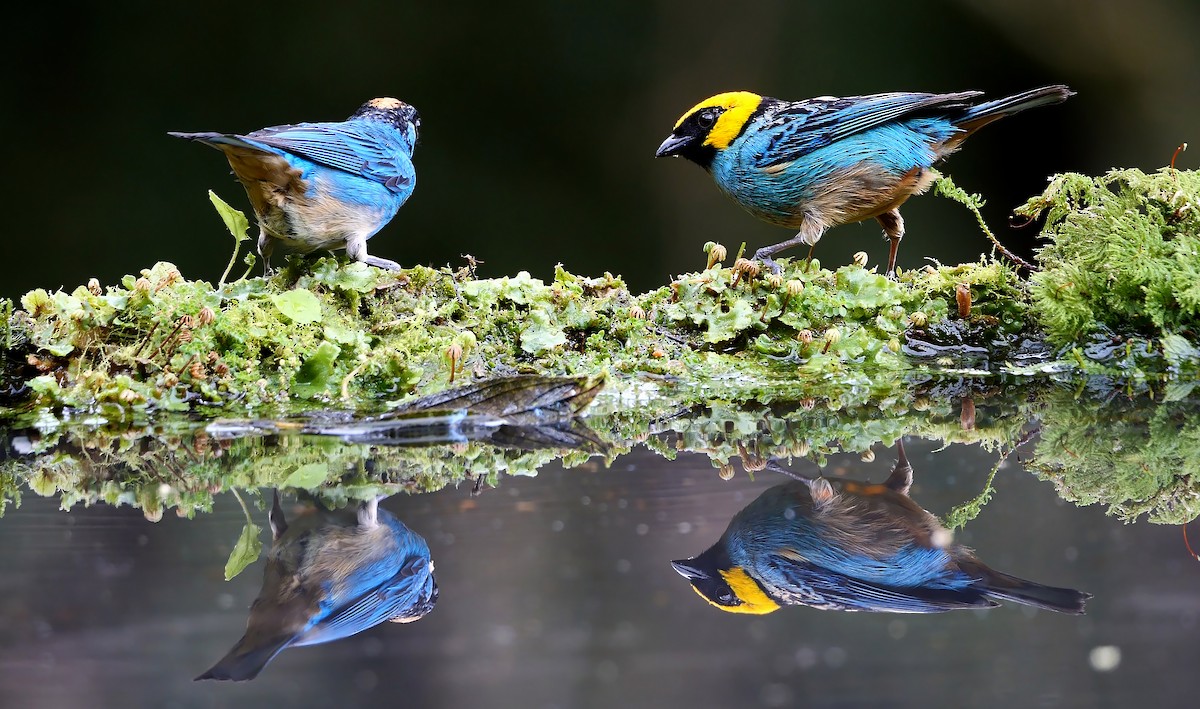 Saffron-crowned Tanager - Josep del Hoyo