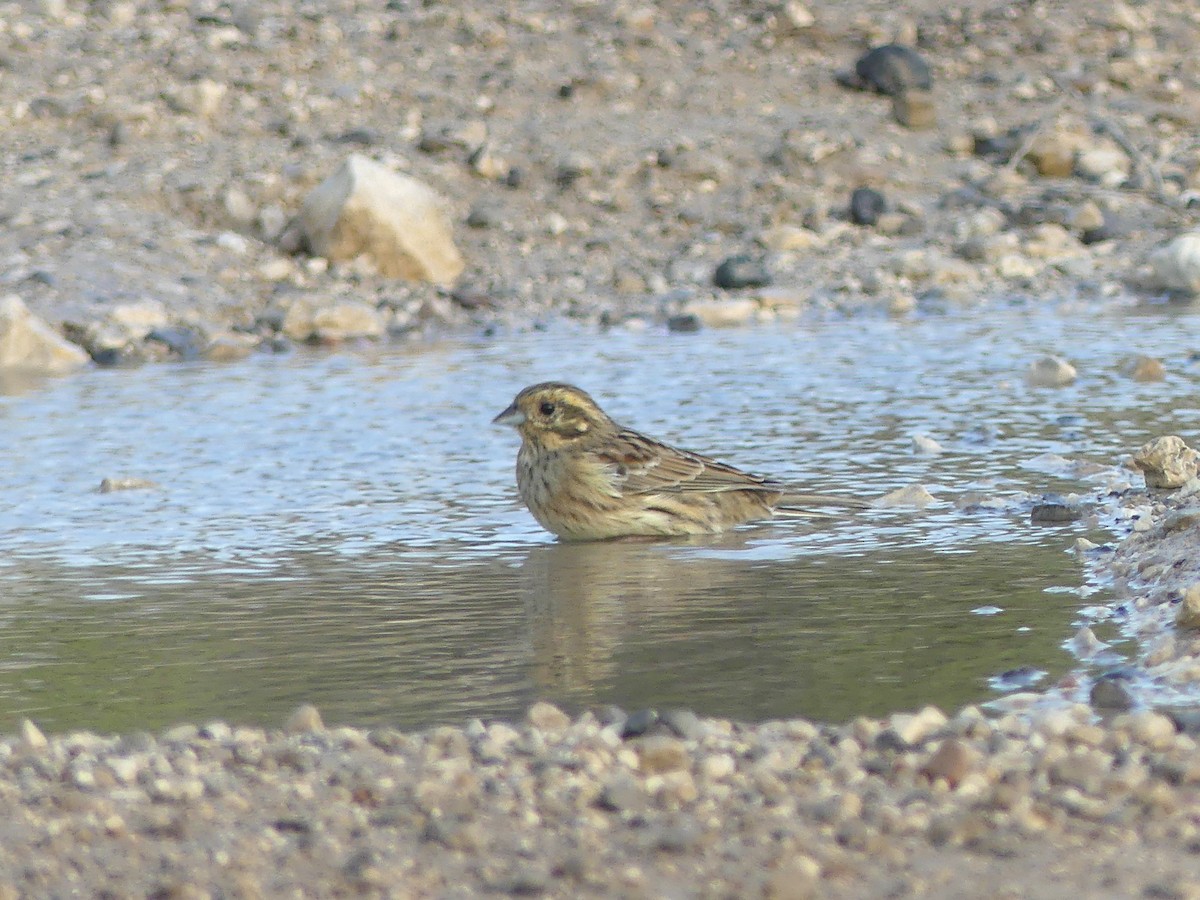 Cirl Bunting - ML609663896