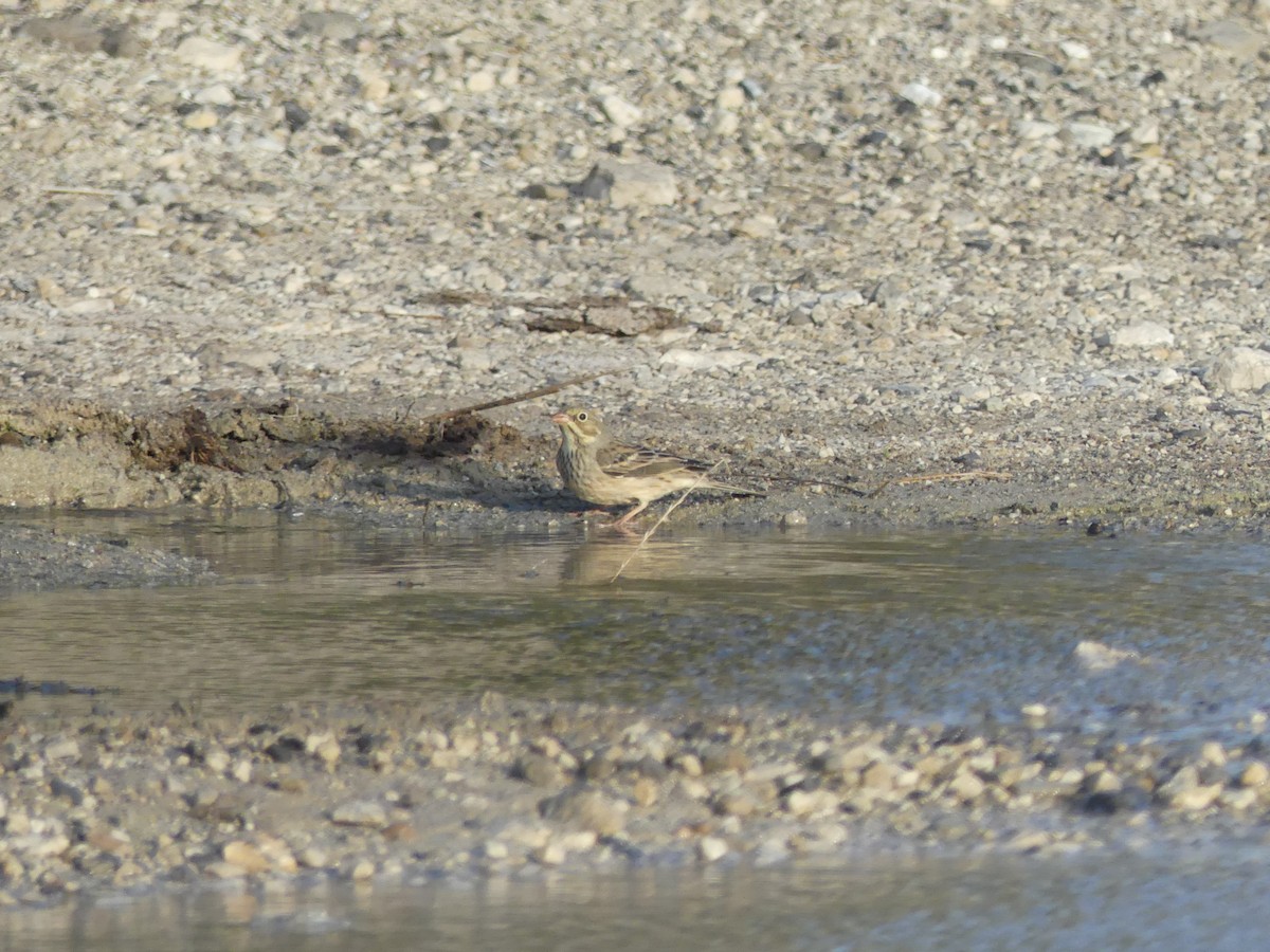 Ortolan Bunting - ML609663923