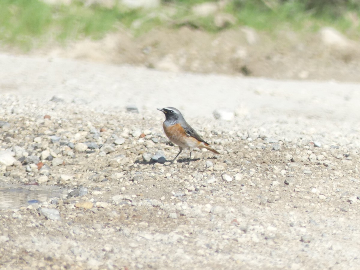 Common Redstart - ML609664057