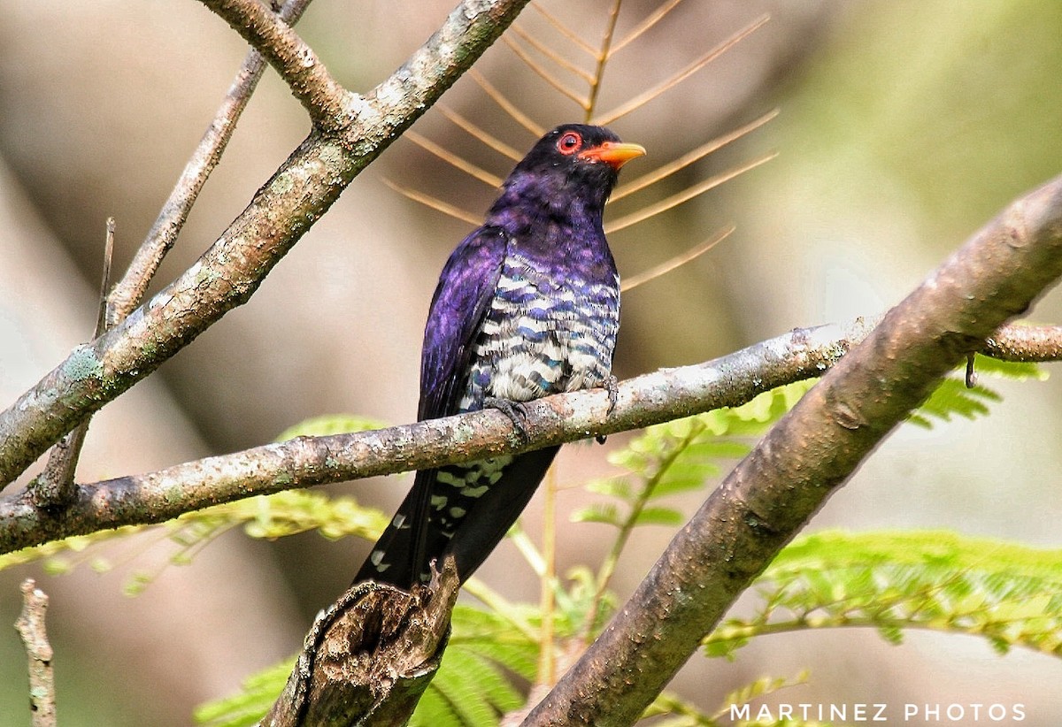 Violet Cuckoo - ML609664070