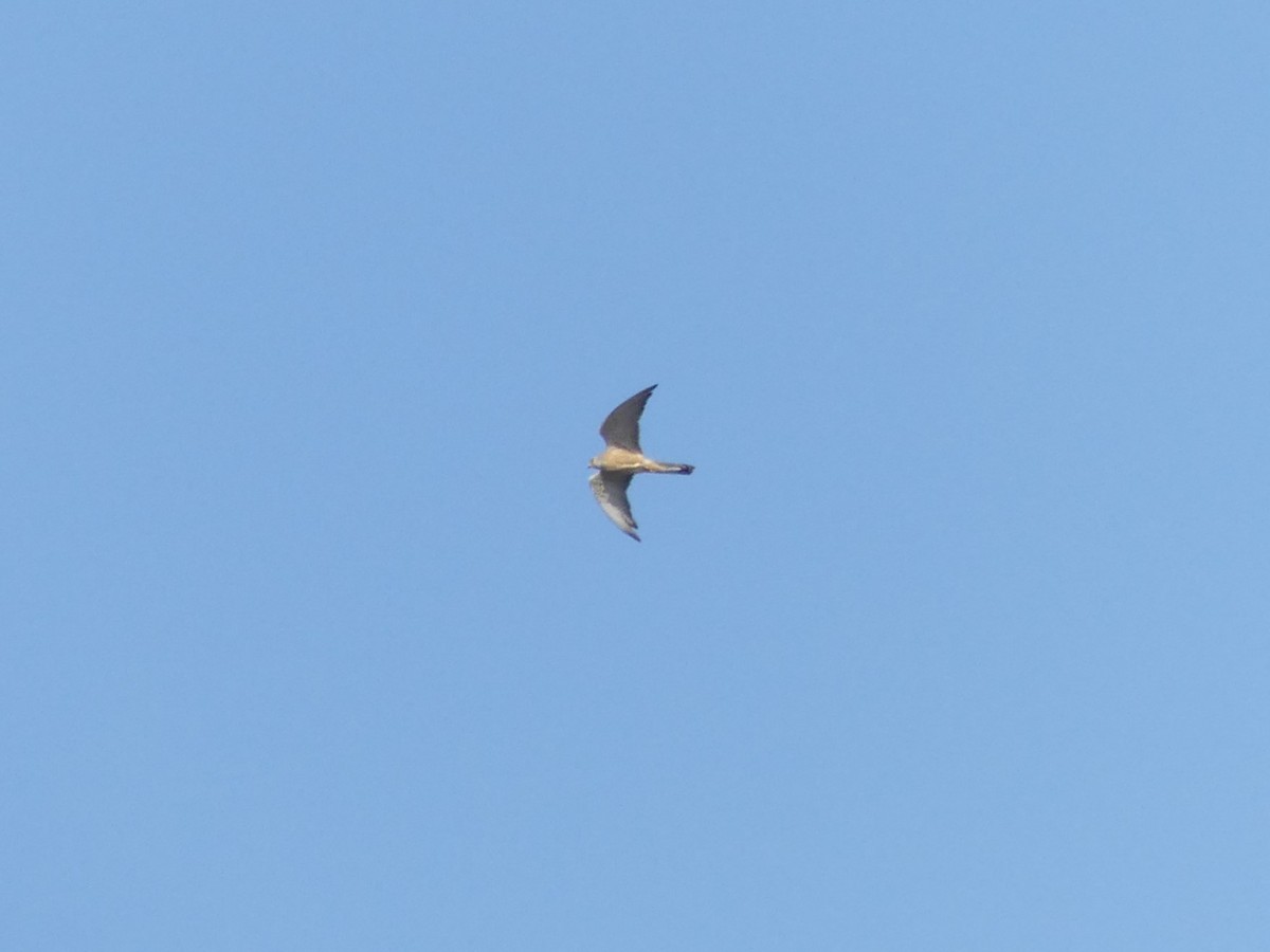 Lesser Kestrel - ML609664079