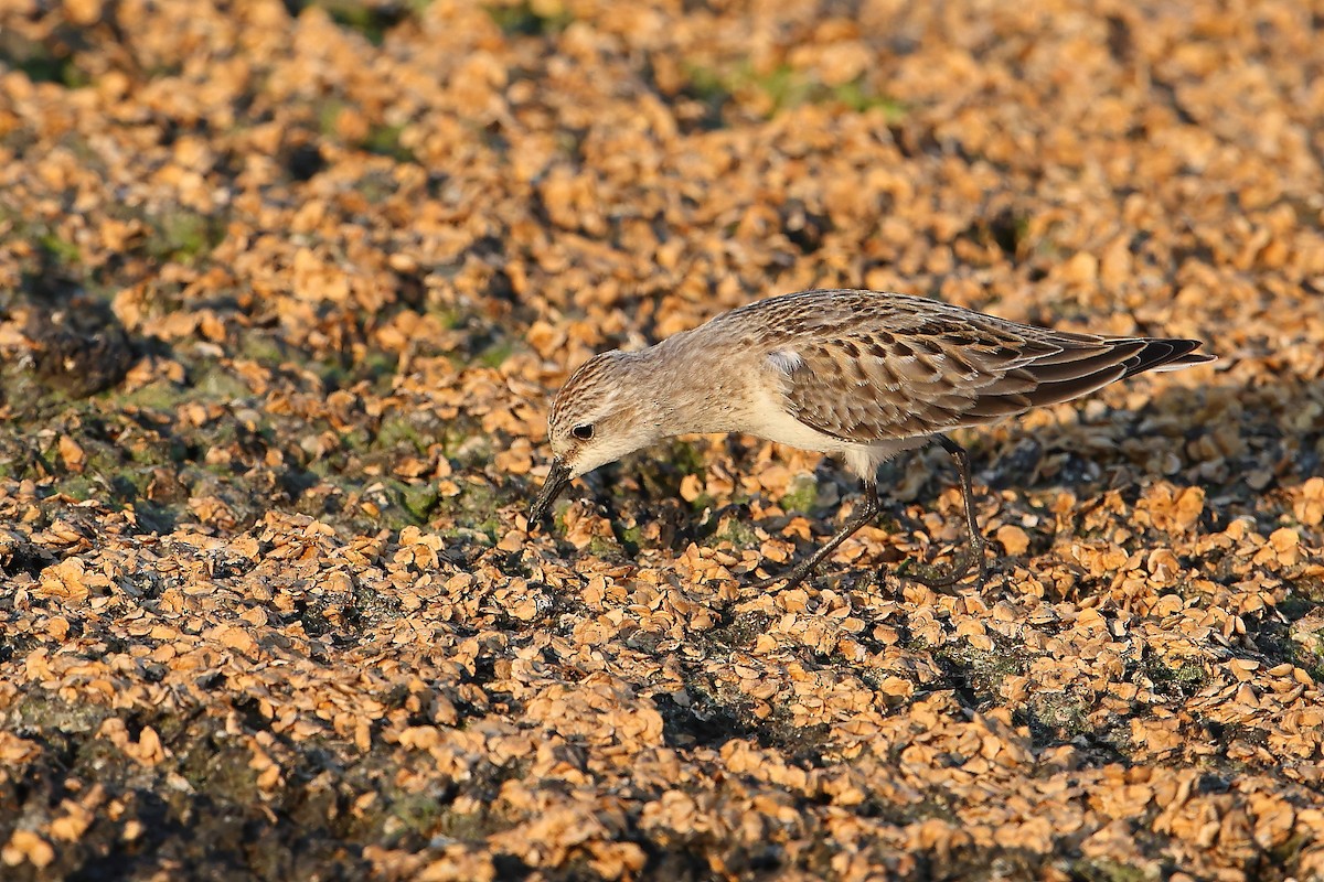 Red-necked Stint - ML609664087