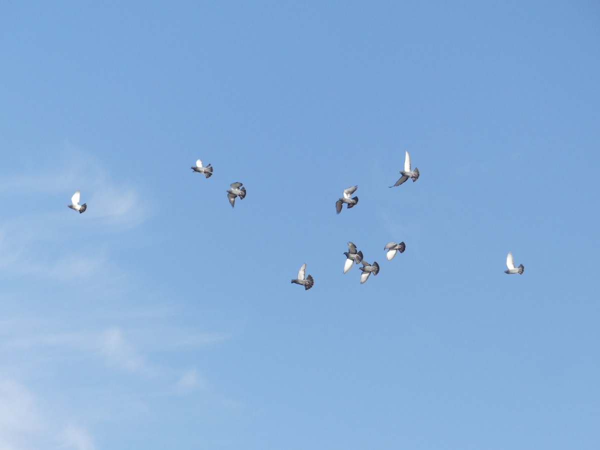 Rock Pigeon (Feral Pigeon) - ML609664096