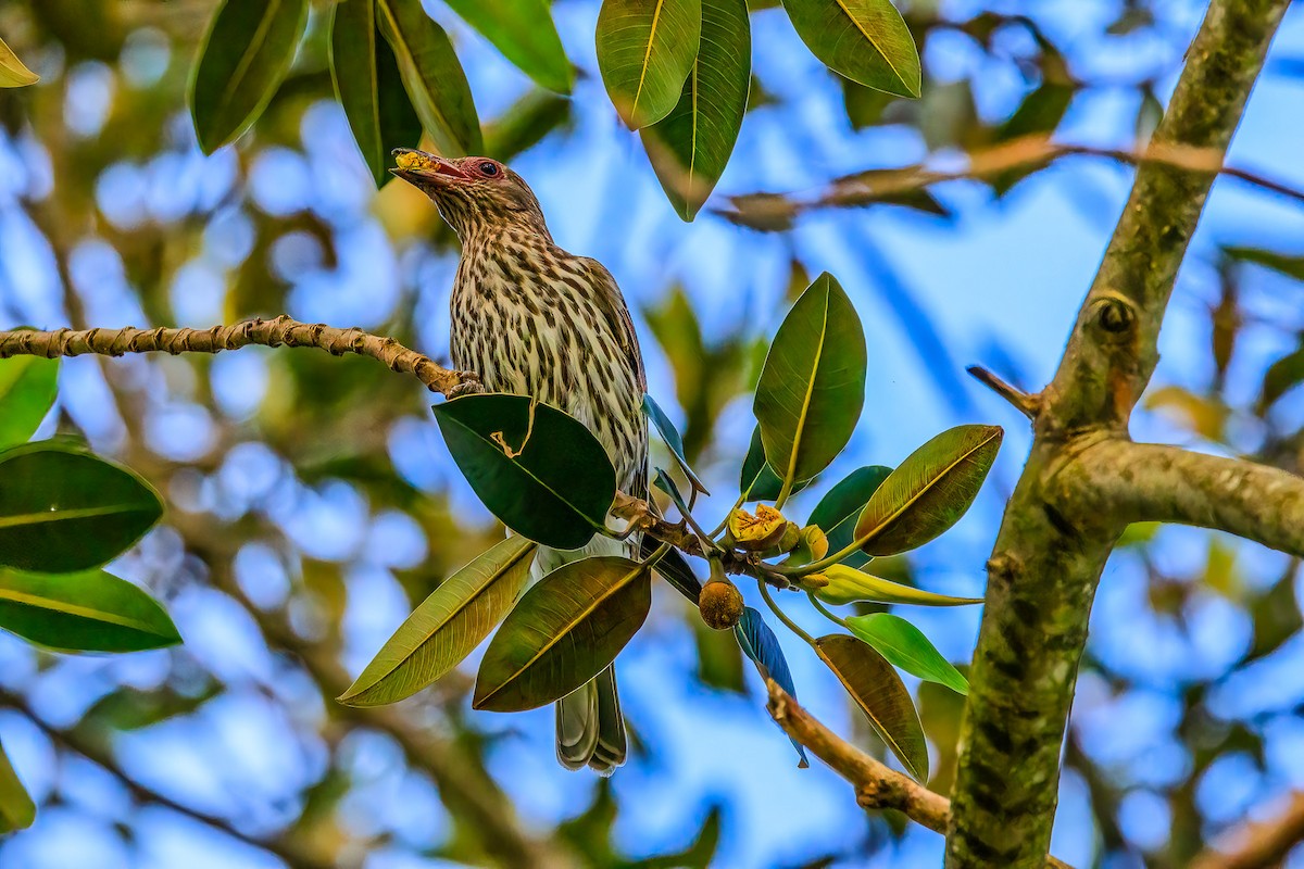 Australasian Figbird - ML609664109