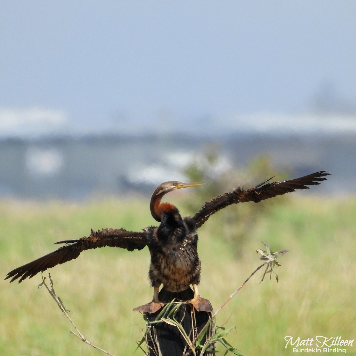 Austral-Schlangenhalsvogel - ML609664120