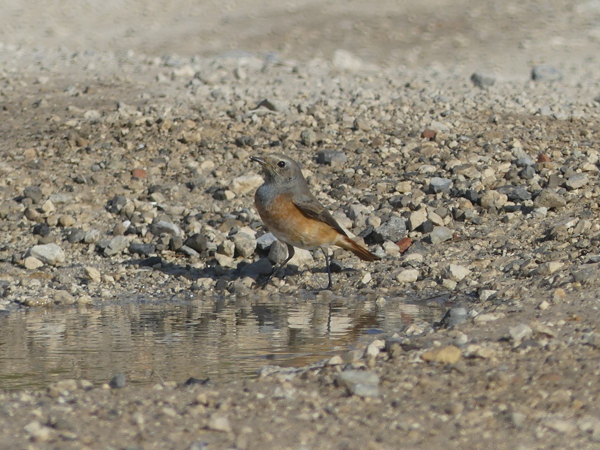 Common Redstart - ML609664163