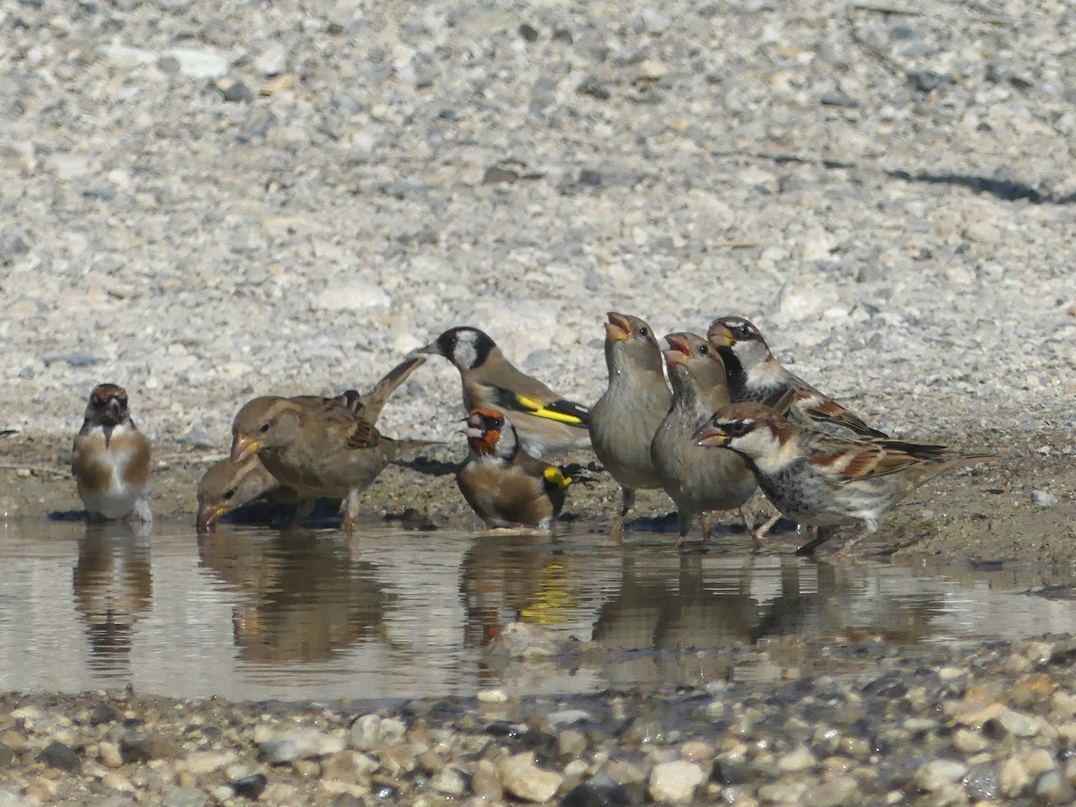 Spanish Sparrow - ML609664225