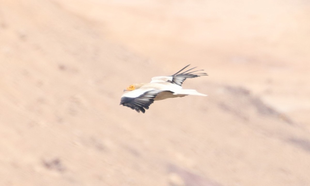 Egyptian Vulture - Mark Baker