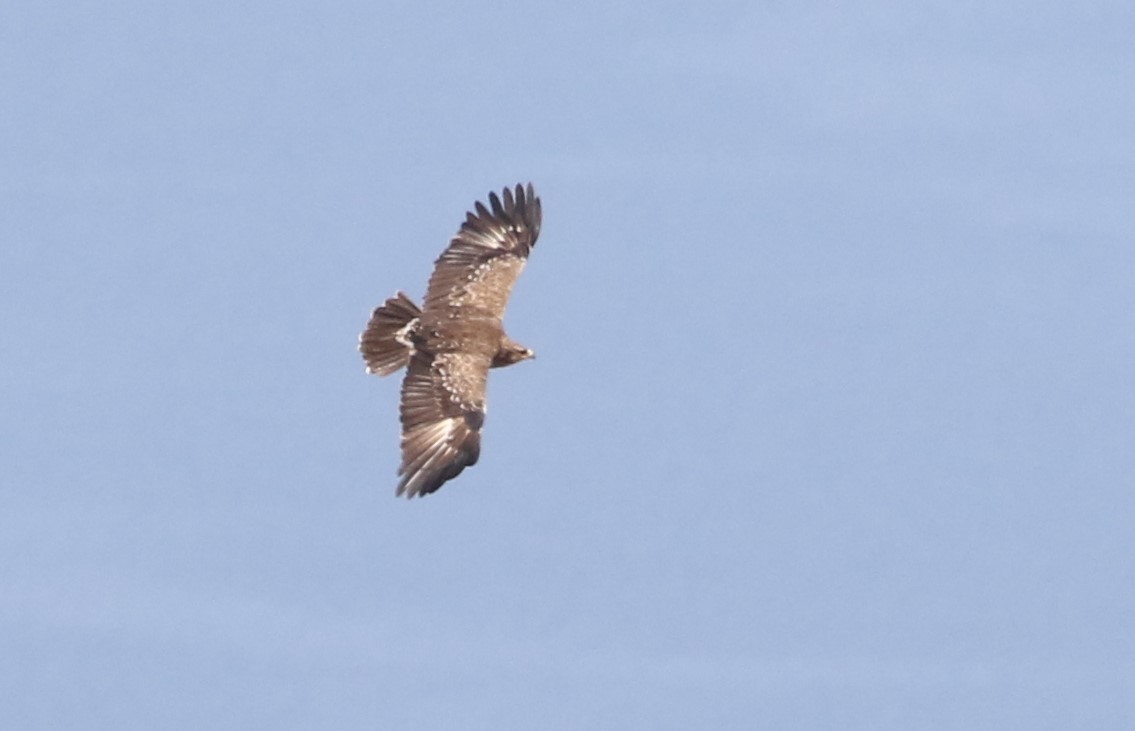 Lesser Spotted Eagle - ML609664338