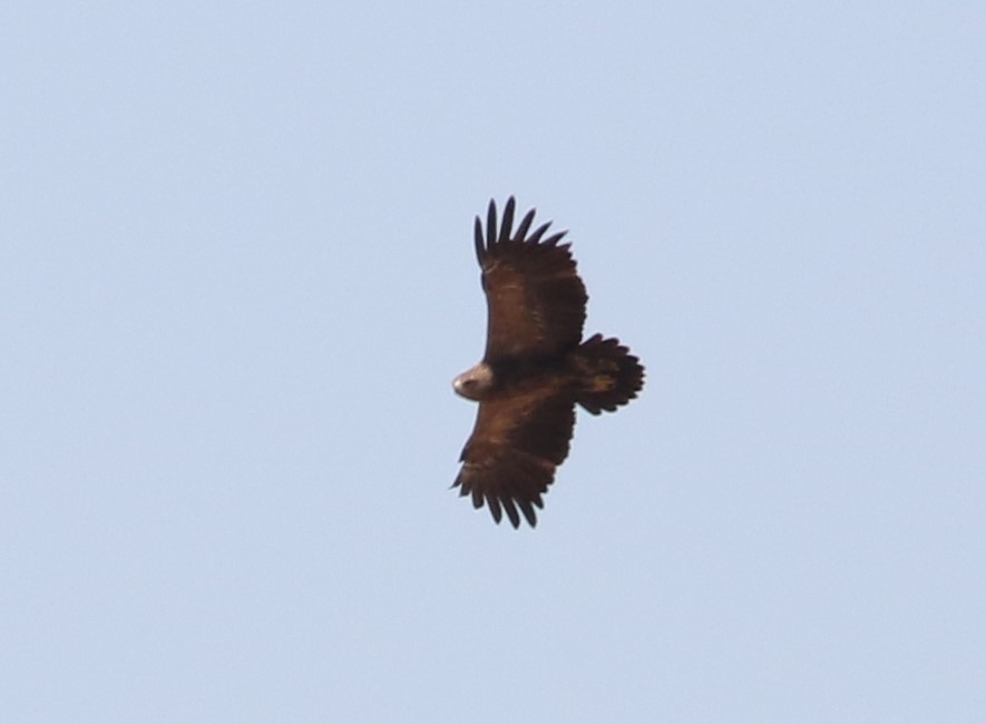 Lesser Spotted Eagle - ML609664339