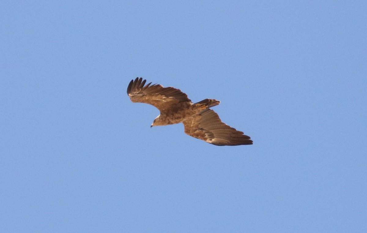 Lesser Spotted Eagle - ML609664342