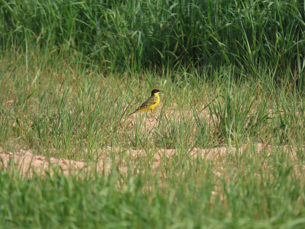 Western Yellow Wagtail - Susanne Tam
