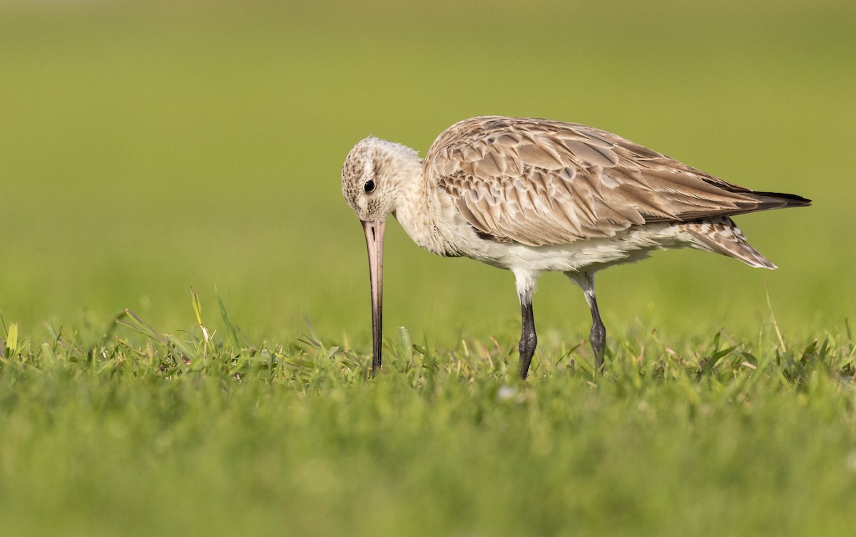 Bar-tailed Godwit (Siberian) - Ryan Rodriguez