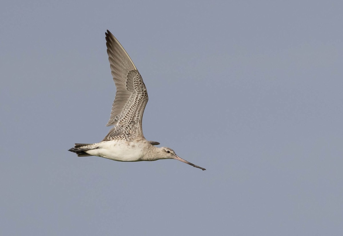 Bar-tailed Godwit (Siberian) - Ryan Rodriguez