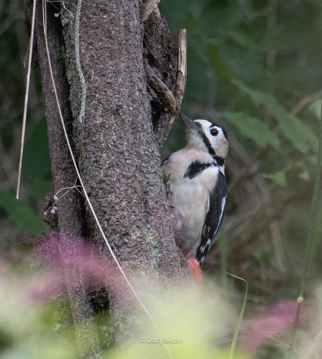 Great Spotted Woodpecker - Qiang Zeng