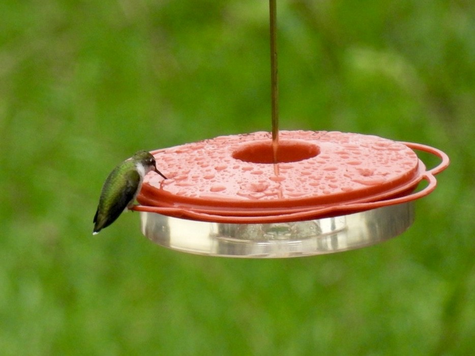 Ruby-throated Hummingbird - ML609664440