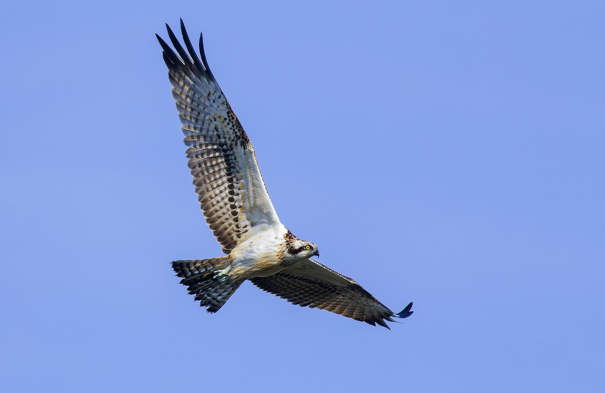 Osprey - Matti Rekilä